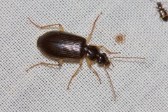 Notagonum