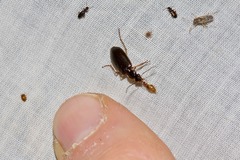 Notagonum