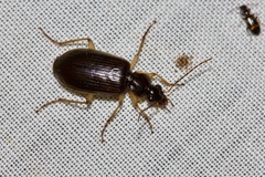 Notagonum