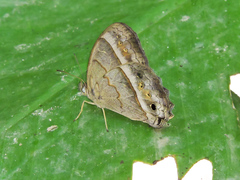 Cissia similis