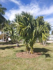 Sabal mauritiiformis