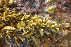Sargassum aquifolium