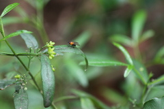 Sapromyza sciomyzina