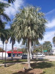 Copernicia prunifera