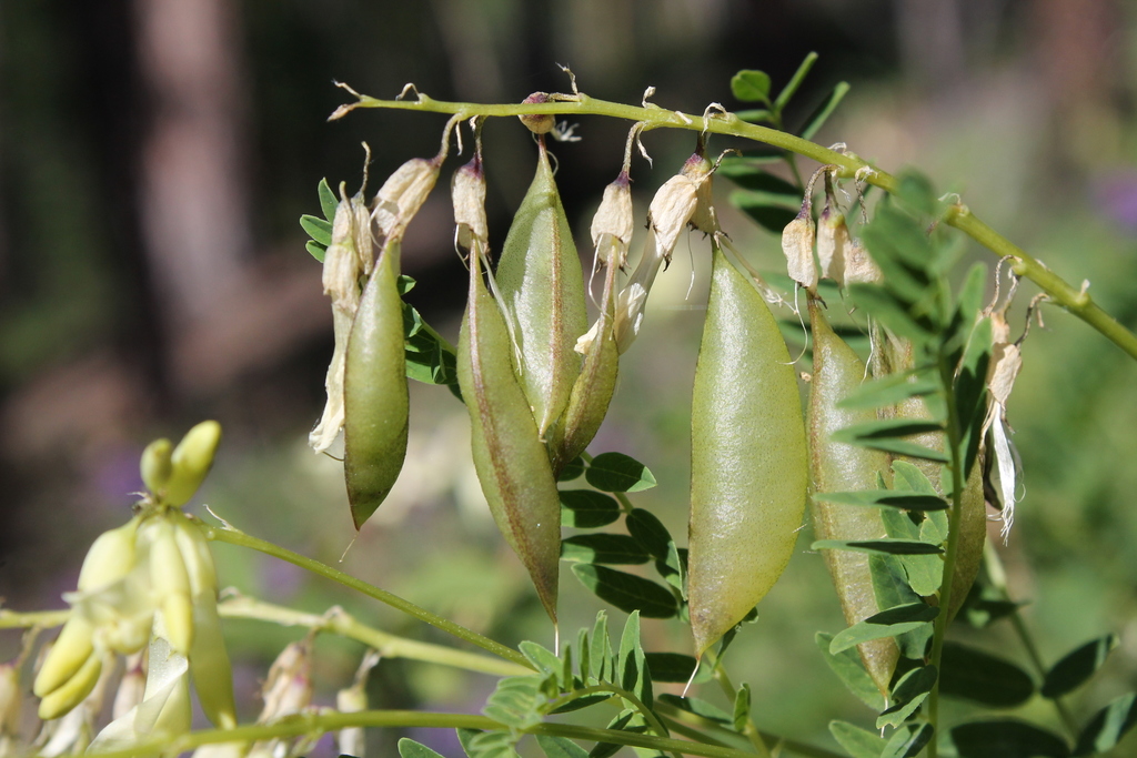 Astragalus membranaceus (Beheer kruidentuin Abdij Postel) · iNaturalist
