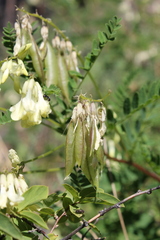 Astragalus membranaceus