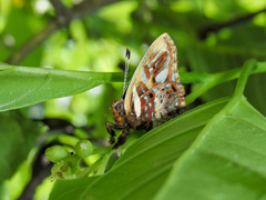 Anteros carausius carausius