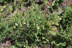 Astragalus membranaceus