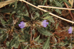 Blepharis aspera