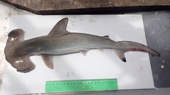 Scalloped Hammerhead photo 3