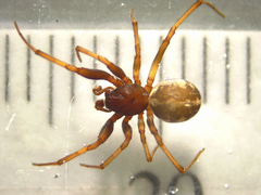 Steatoda lepida