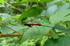 Dolichomitus irritator