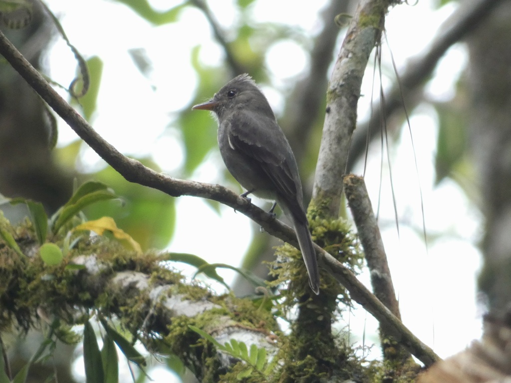 Dark Pewee