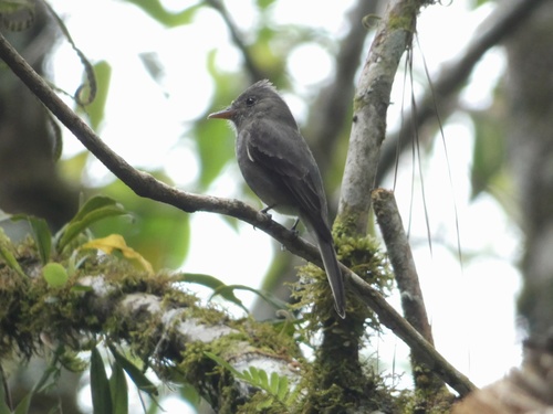 Dark Pewee