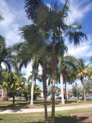 Coccothrinax barbadensis