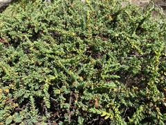 Pimelea serpyllifolia serpyllifolia
