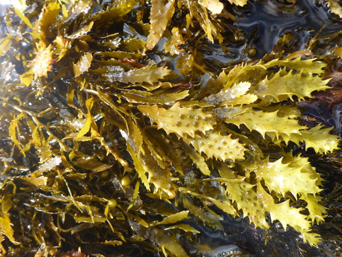 Sargassum aquifolium observed 2017-10-19
