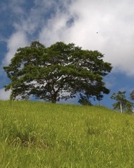 Myrocarpus frondosus