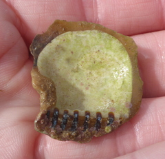 Isognomon incisus