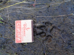 Nyctereutes procyonoides