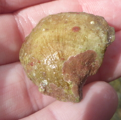 Isognomon incisus
