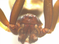 Steatoda lepida