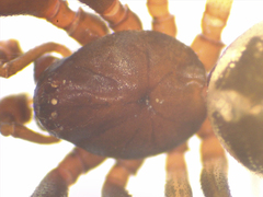 Steatoda lepida