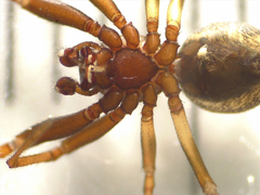 Steatoda lepida
