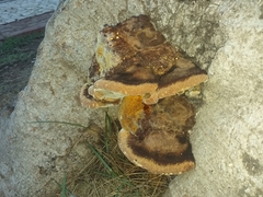 Hymenochaetaceae