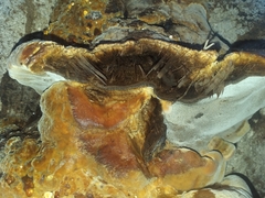 Hymenochaetaceae