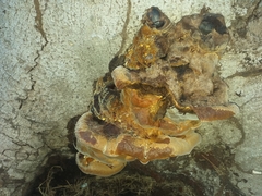 Hymenochaetaceae