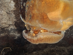 Hymenochaetaceae