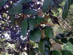 Coscinium fenestratum