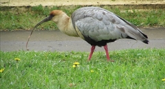 Theristicus melanopis