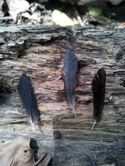 Caprimulgiformes