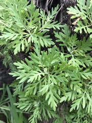 Artemisia australis