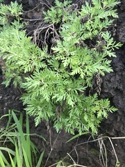 Artemisia australis