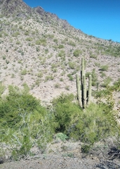Carnegiea gigantea