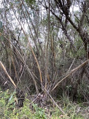 Eucalyptus luehmanniana