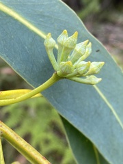 Eucalyptus luehmanniana
