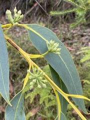 Eucalyptus luehmanniana