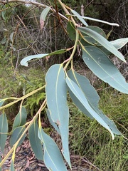 Eucalyptus luehmanniana
