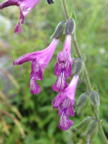 Shaded Sage (Salvia umbratica)