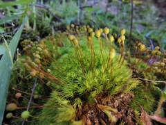 Bartramia pomiformis