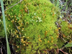 Bartramia pomiformis