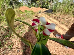 Blakea cuatrecasasii