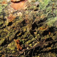 Amphineurus hudsoni