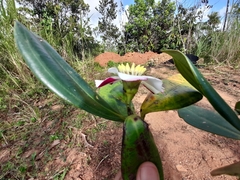 Blakea cuatrecasasii