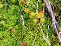 Bartramia pomiformis