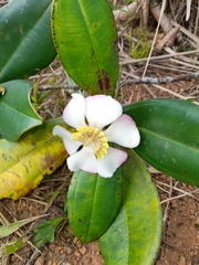 Blakea cuatrecasasii